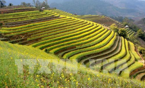 Ngẩn ngơ với thiên đường ruộng bậc thang Mù Cang Chải