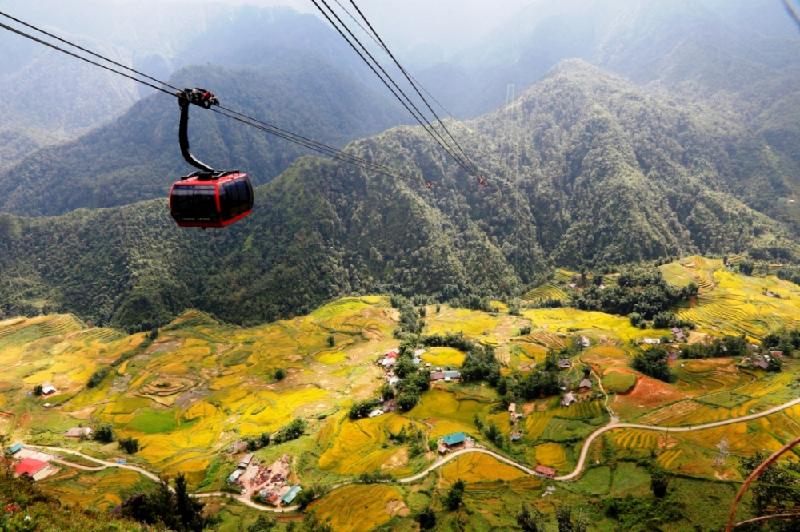  Cả cánh đồng lúa như tấm thảm vàng