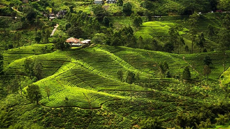 Vẻ đẹp xanh mát của đảo quốc Sri Lanka. (Ảnh: kouni.co.uk)