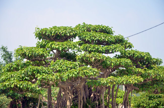 Bông tán của cây nhìn tự nhiên rất đẹp