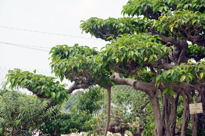 Lá của cây xanh tốt