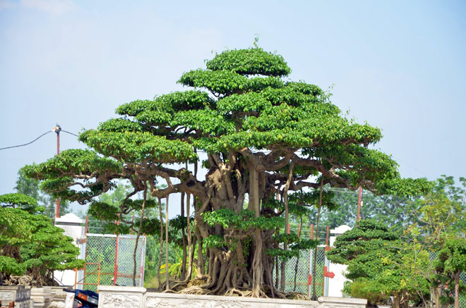 Cận cảnh cặp sanh cổ thụ giá gần 10 tỷ đồng