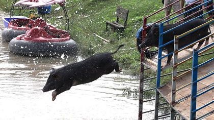 Màn biểu diễn nhảy cầu của những chú lợn