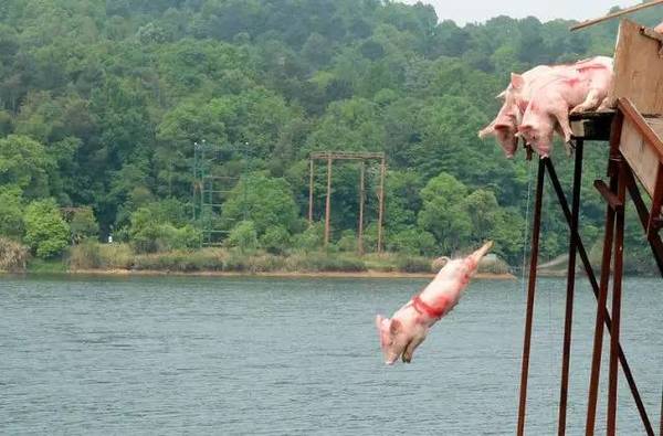 Du khách đổ xô đi xem lợn nhảy cầu, bơi nhanh thoăn thoắt