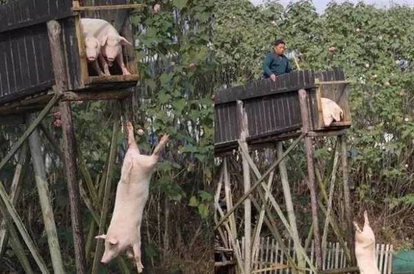 Những cây cầu cao 6 mét để lợn “rèn luyện thể lực”