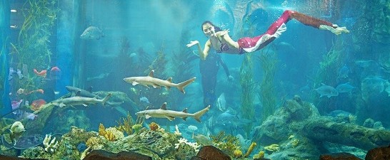 Những nàng tiên cá xinh đẹp trong thủy cung sẽ là điểm nhấn độc đáo của sự kiện. Nguồn ảnh: Vinpearl Land.