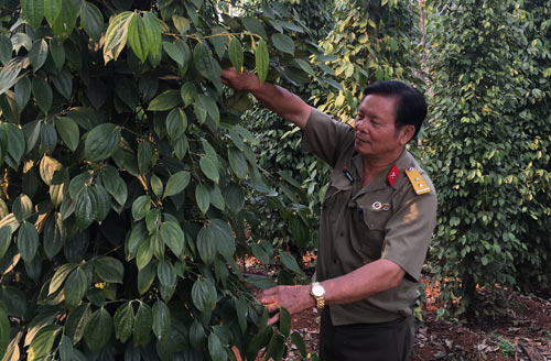 Nhờ trồng cao su và hồ tiêu mà ông Trịnh Đình Cây thu lợi nhuận từ 5-10 tỷ đồng/năm (ảnh Hữu Ký)