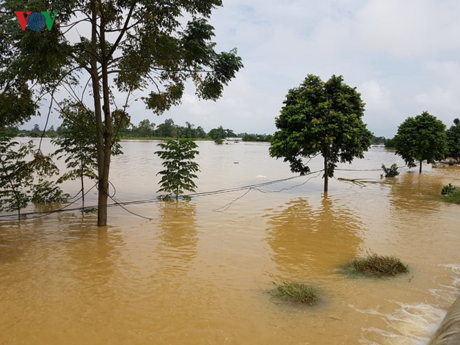 Có chỗ nước ngập đến nửa cây.