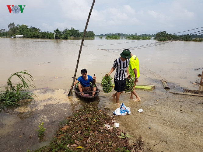 Người dân xã Tân Tiến đang cố thu hoạch những gì còn sót lại.