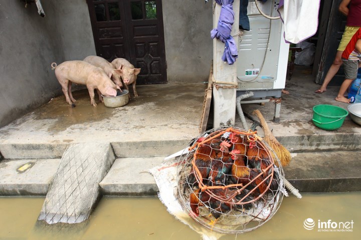 Những vật nuôi, gia súc gia cầm cứu kịp trong cơn lũ dữ được đưa lên hiên nhà ở chung với người.