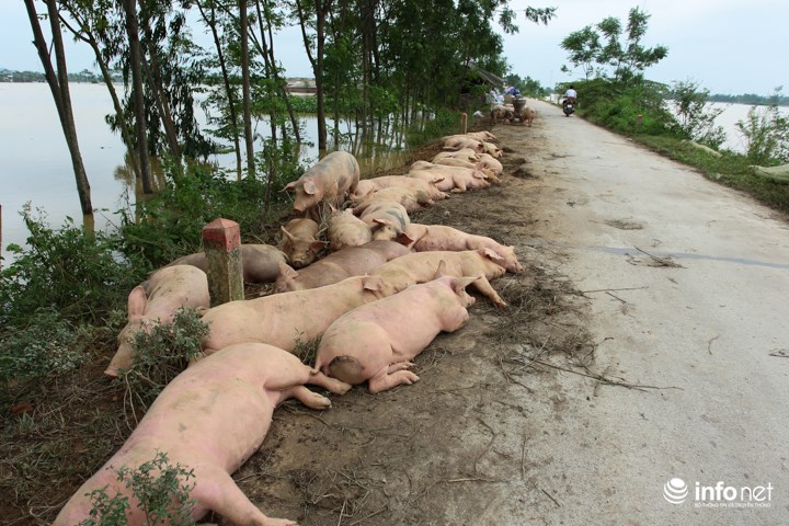 Một lượng lớn gia súc được cứu kịp thời nhưng nhà và chuồng đã bị dìm trong nước, người dân phải nuôi giữ ở ngay bên lề đường.