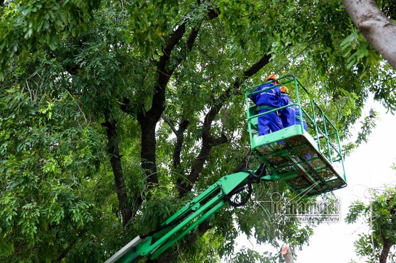 Ngày 13/9, Sở Xây dựng Hà Nội đã cấp giấy phép cho Ban quản lý dự án đầu tư xây dựng công trình giao thông TP Hà Nội đánh chuyển, chặt hạ 14 cây trên đường Phạm Văn Đồng