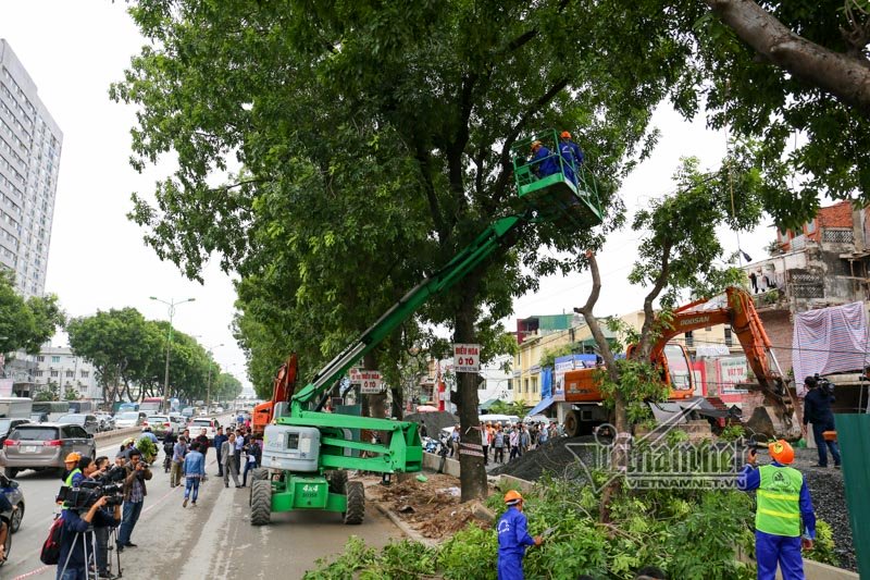 Cây sẽ được đưa về nút giao Tả Hồng - Võ Nguyên Giáp và nút giao quốc lộ 5 - vành đai 3 để trồng và chăm sóc sau đánh chuyển