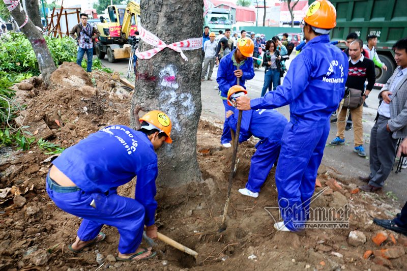 Theo BQL dự án, đến tháng 12 sẽ thực hiện xong việc đánh chuyển, chặt hạ toàn bộ cây xanh trên tuyến để phục vụ tiến độ thi công của dự án đầu tư mở rộng đường vành đai 3 đoạn Mai Dịch – cầu Thăng Long cũng như có mặt bằng để bàn giao cho Bộ GTVT triển khai dự án đường trên cao