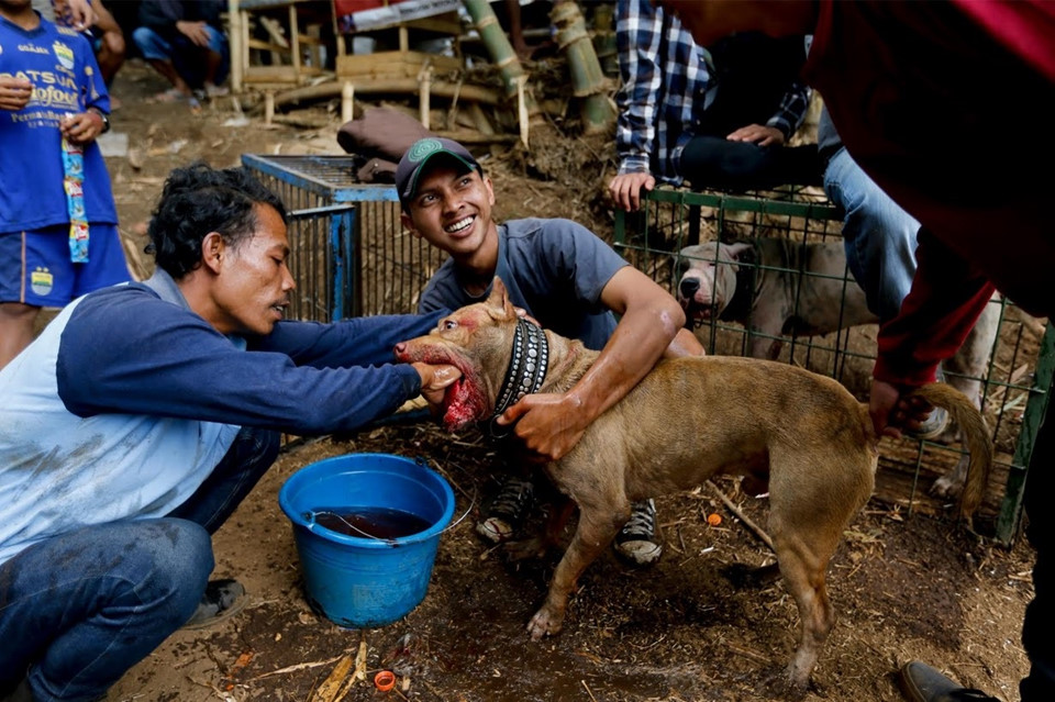 Những người tham gia cho biết cuộc thi kiểm tra sự lanh lẹ cũng như khả năng đi săn của các con chó. Nếu một con lợn rừng sống sót sau cuộc đấu, nó sẽ phải ra sàn đấu trở lại một hôm nào đó sau khi lành vết thương. Nếu thua cuộc, nó sẽ bị giết mổ để bán thịt.