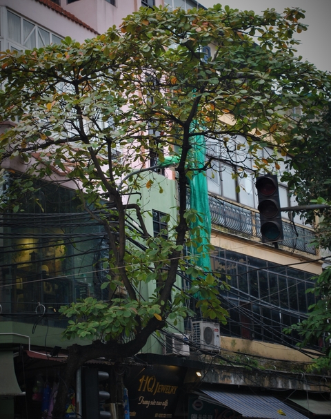 Hà Nội hoài cổ khi những góc phố xuất hiện những tán lá bàng đang dần chuyển sắc, những chiếc lá bàng đang chuyển màu khiến ta như hoài niệm nhớ lại những khoảng trời xưa, Hà Nội cổ kính những vẫn pha hơi hướng hiện đại của những công trình mới