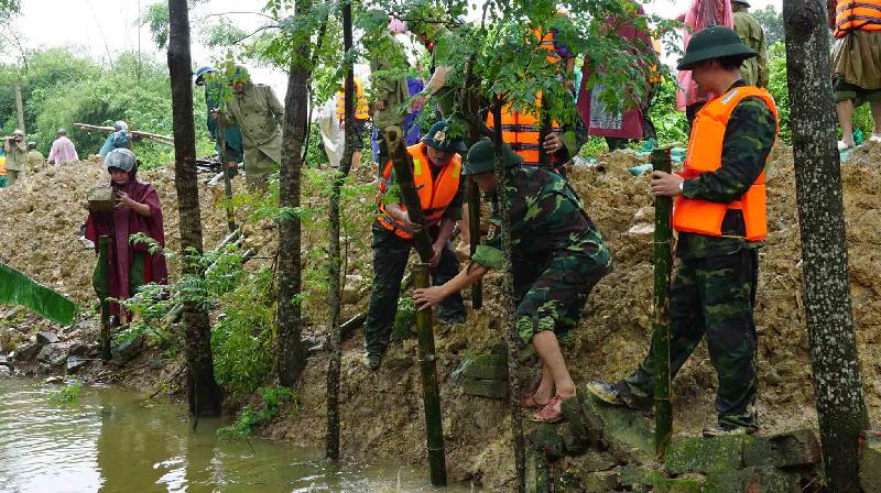 Gia cố đê bằng cọc trẻ đóng thành kè...