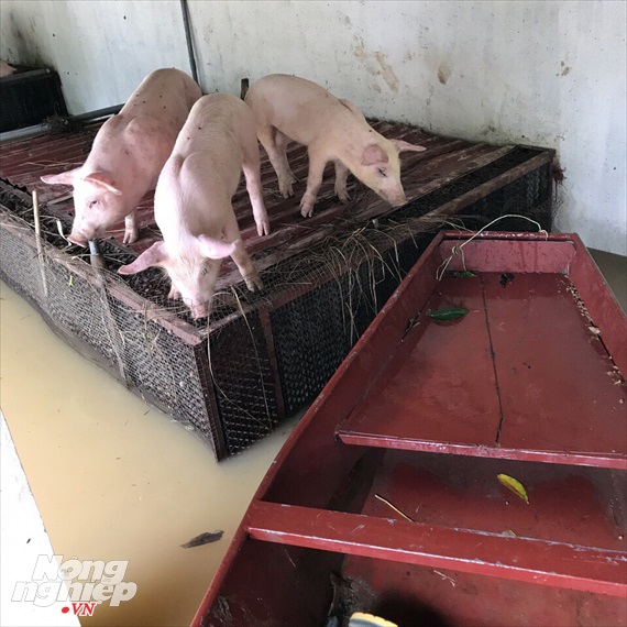 Vài chú lợn may mắn thoát chết