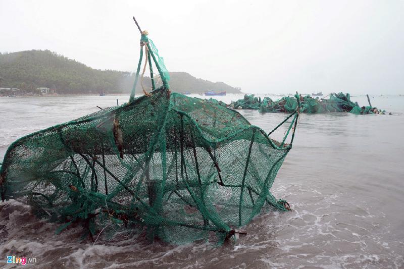 10.000 lồng tôm hùm tan nát sau bão số 12, người dân mất hàng trăm tỷ hình ảnh 3 Sau khi bị sóng đánh hư hỏng, nhiều lồng tôm trôi ra biển, dạt vào vách núi và vào bờ thôn Vịnh Hảo, xã Xuân Thịnh, thị xã Sông Cầu. Có lồng tôm bị gió hất lên cành cây, vào nhà dân sống cạnh biển.