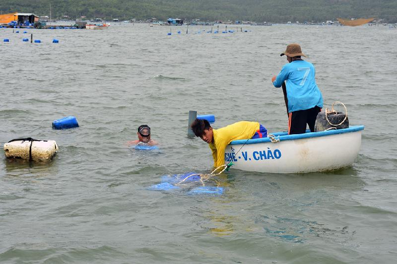 10.000 lồng tôm hùm tan nát sau bão số 12, người dân mất hàng trăm tỷ hình ảnh 8 Người dân vịnh Xuân Đài vớt những thùng phao còn sót lại để sửa chữa các nhà bè, lồng nuôi tôm.