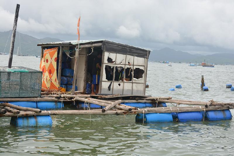Một lồng bè ở vịnh Xuân Đài, thị xã Sông Cầu, Phú Yên may mắn không hư hỏng nhiều. Bà con nơi đây vẫn tiếp tục công việc nuôi tôm hùm, ốc hương.