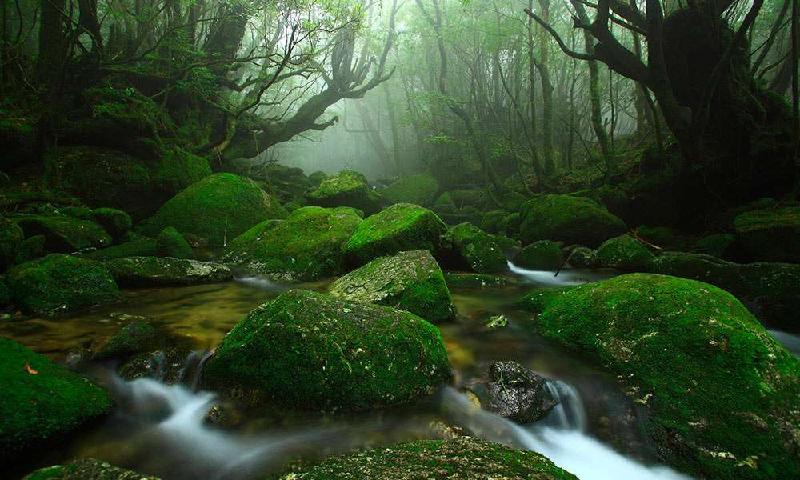 Đảo rừng cổ: 
