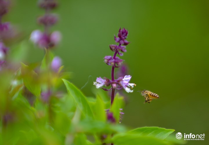 Trên thực tế, hoa Lavender có tới hơn 20 loại khác nhau, không nhiều người có thể phân loại được đầy đủ tất cả các giống hoa Lavender. Trong số đó, có một vài giống Lavender có hình dáng giống với hoa rau húng.