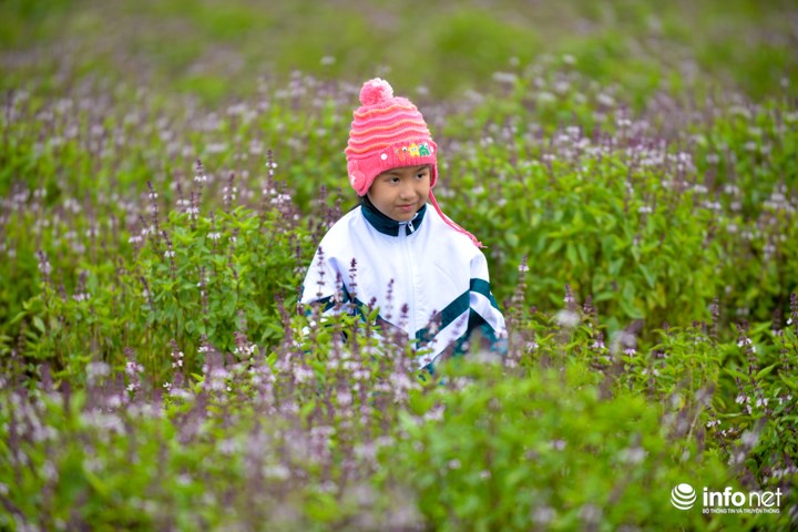 Khoảng 3 năm trở lại đây, vườn rau húng của nhà chị Hiền đã trở nên nổi tiếng với người trong thôn, xóm và khu vực. Thời gian gần đây, do được nhiều bạn trẻ chia sẻ nên hình ảnh về vườn