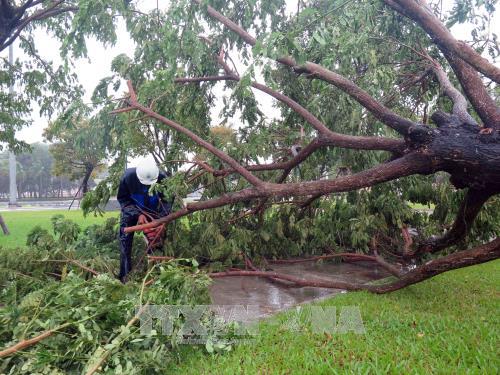 Cây xanh bị đổ ngã tại Quảng trường thành phố Tam Kỳ. Ảnh : Đỗ Văn Trưởng- TTXVN