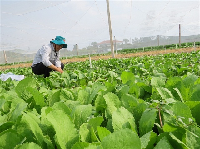 Xóa bỏ 'rau hai luống, lợn hai chuồng', nhân rộng mô hình thực phẩm sạch