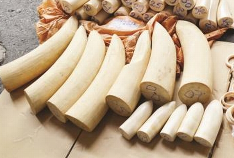 Ngà voi được 'tuồn' tinh vi vào Việt Nam qua đường bưu điện