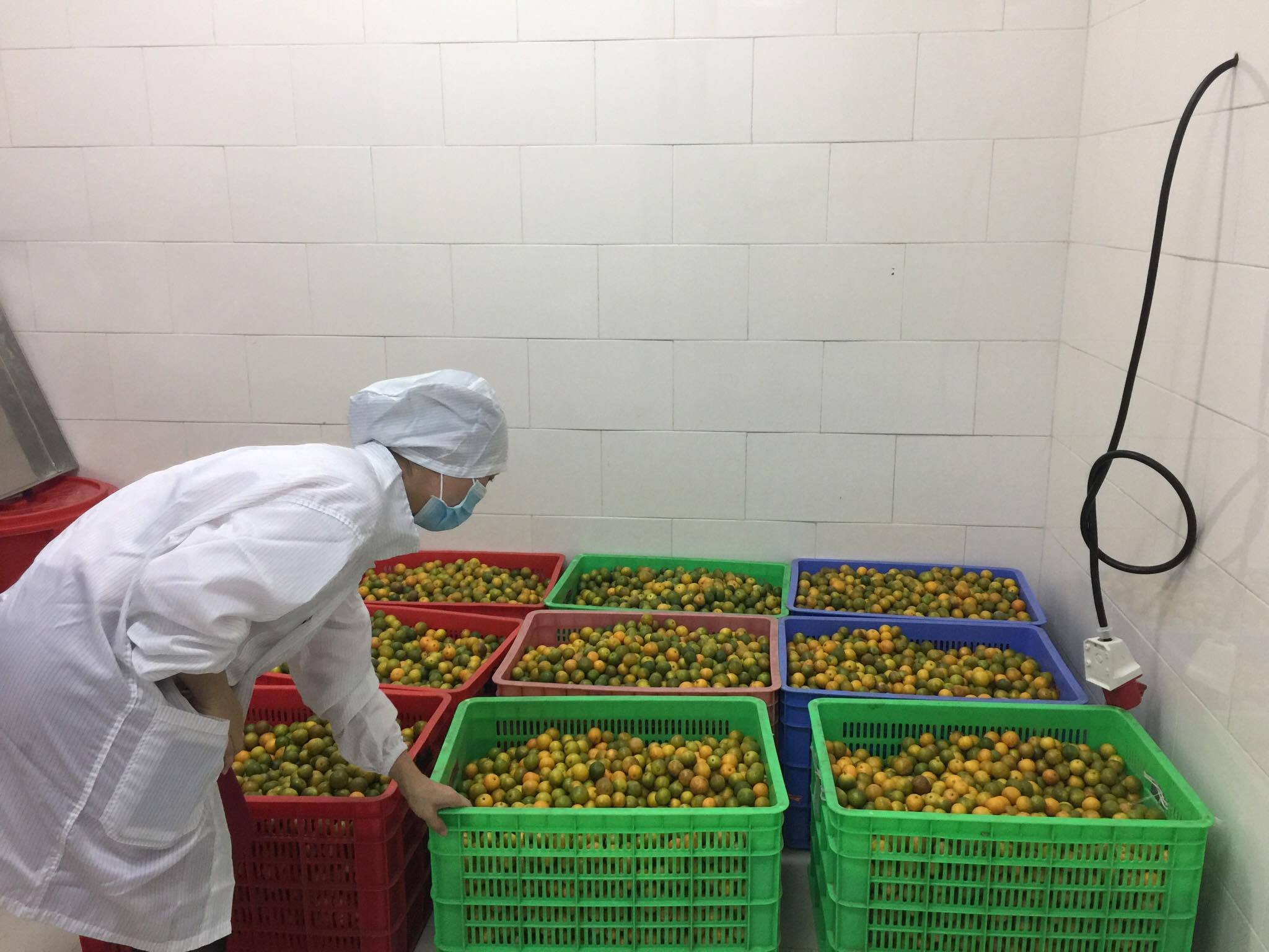 quất sạch được doanh nghiệp thu mua