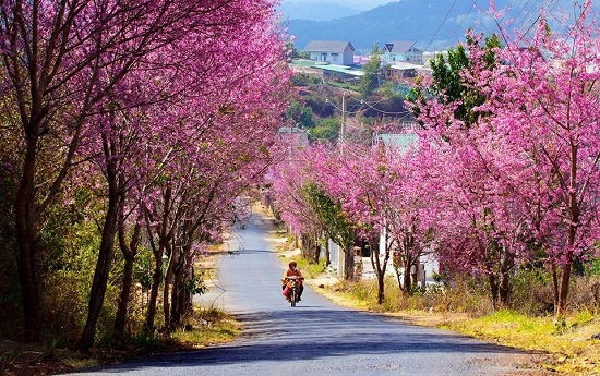Du lịch dịp Tết: Bạn chọn điểm đến nào?