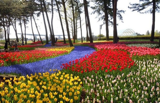 Hoa Tulip, đầu tháng 4 - cuối tháng 4, Công viên Hitahi　