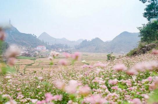 Ngắm &quot;đặc sản&quot; của Hà Giang - hoa tam giác mạch