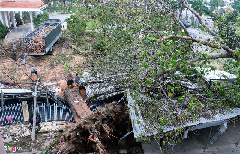 Những cây cổ thụ bật gốc, đè sập nhiều công trình vẫn chưa được giải tỏa hết.