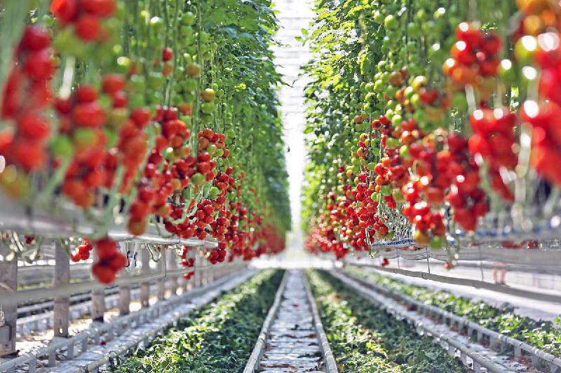 VNPT sẵn sàng triển khai Nông nghiệp thông minh tại Việt Nam