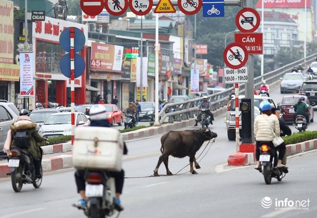   Con trâu chạy ra đường Hoàng Đạo Thúy ngược lên đường Lê Văn Lương ra Láng Hạ.