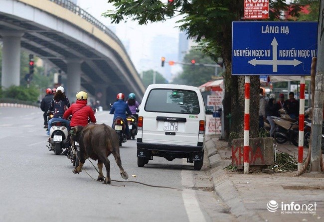  Do hoảng sợ, trâu điên đã nhiều lần đuổi húc người trên phố khiến người đi đường hoảng loạn
