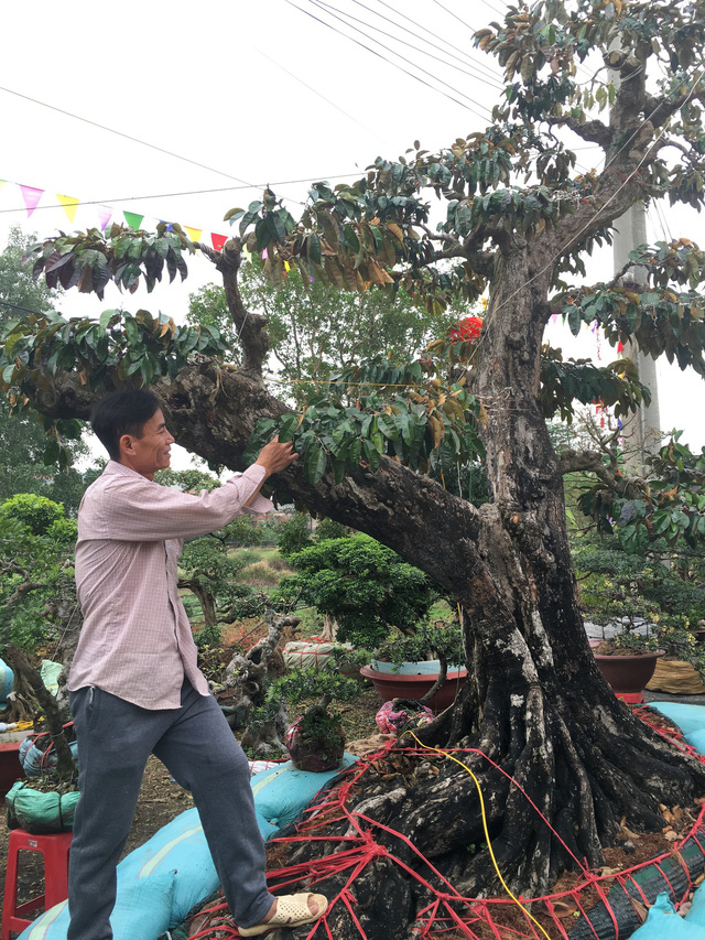 Dù mai mới là ngày ban tổ chức nhận các cây cảnh khủng vào khu vực trưng bày, nhưng hầu như các nhà vườn đều đã mang hết tinh túy của mình đến sân vận động huyện Phúc Thọ để trưng bày. Cây vú sữa này có tuổi đời khoảng 70 - 80 năm, với đế to chiều cao gần 6m được chở từ tận Tiền Giang ra Hà Nội. Chủ cây vú sữa cho biết: 