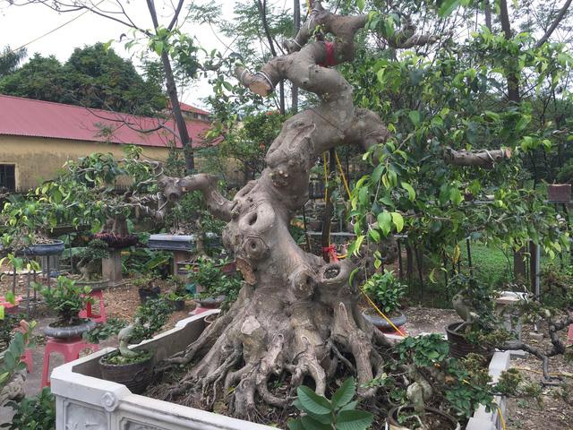 Chơi cây đã nhiều năm, nhưng anh Sơn vẫn tỏ ra khá thích thú với hội chợ năm nay. Bởi sự sầm uất, đa dạng và phong phú của các mặt hàng. Anh chia sẻ: 