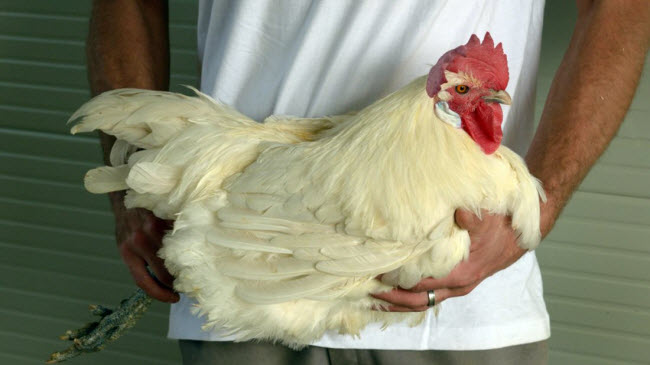 &quot;Đột nhập&quot; thị trấn có loại gà đắt nhất hành tinh