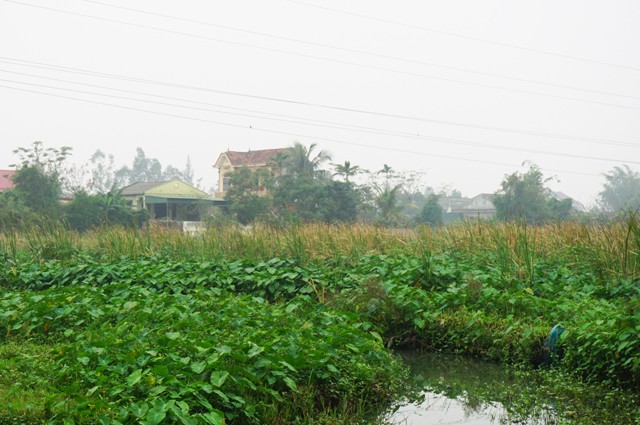 Gần 11ha đất nông nghiệp bờ xôi ruộng mật bị bỏ hoang để cho cỏ lác mọc um tùm do ô nhiễm, không thể canh tác