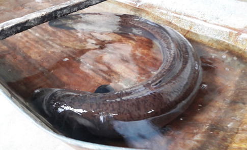 Con cá chình nặng 9 kg, dài 1,2 m