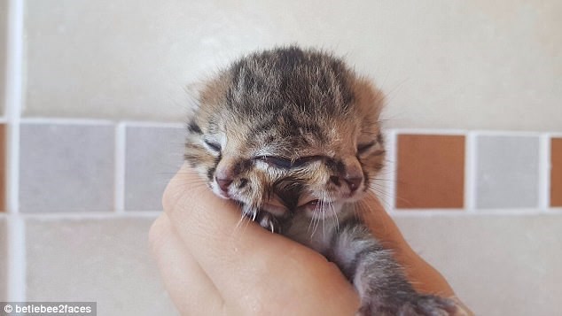 Chú mèo con có hai khuôn mặt vẫn sống khỏe mạnh sau 11 ngày