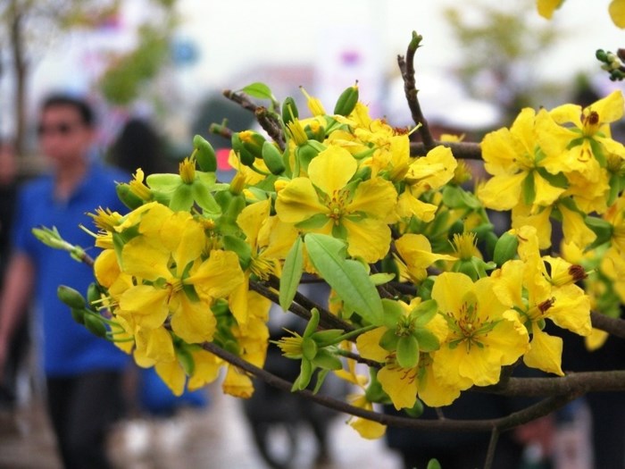 Người lao động sẽ được nghỉ Tết Mậu Tuất 07 ngày
