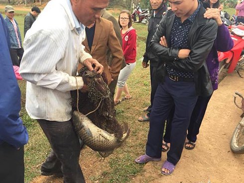 ca than noi len trong nhung ngay tet chi la ca chep bi thuong hinh 1
