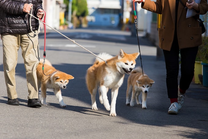 Akita-inu được mệnh danh là quốc khuyển của Nhật Bản.