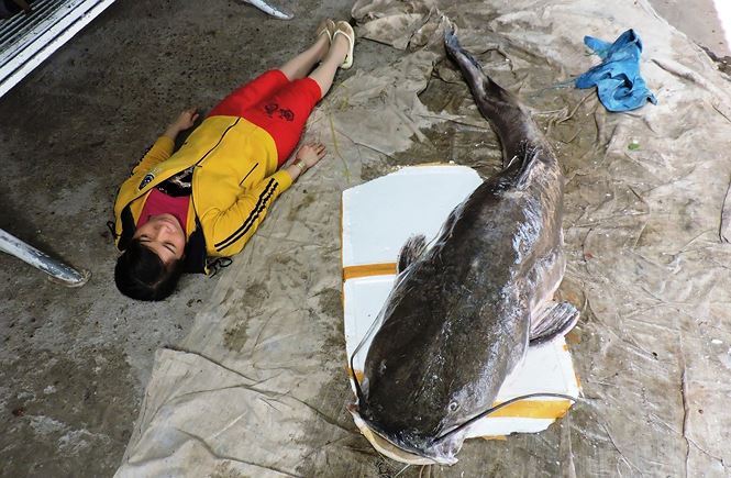 Cá lăng khủng tại một nhà hàng ở TP Buôn Ma Thuột