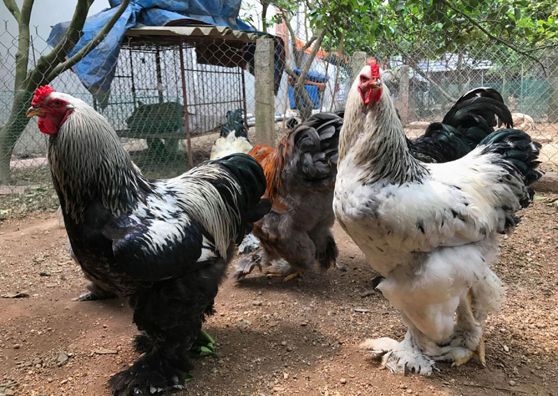 Cơn sốt săn lùng gà 35 triệu/cặp của dân chơi